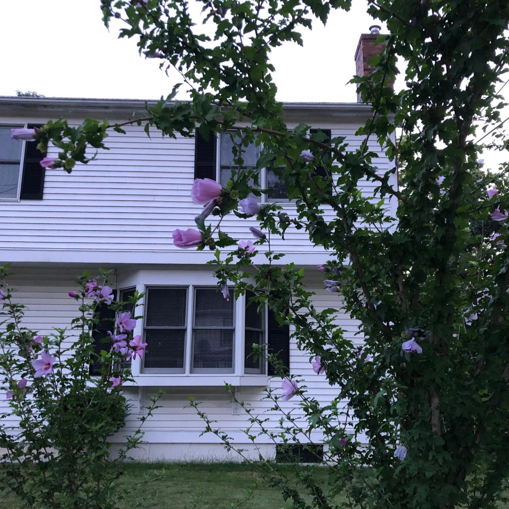 Boston Single Family House - Super Quiet And Private Villa Exterior foto